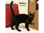 Woody Domestic Mediumhair Kitten Male