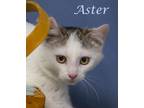 Aster (C24-013) Domestic Shorthair Kitten Male