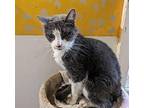 Cricket Domestic Shorthair Senior Male