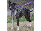 Comet 39070 Catahoula Leopard Dog Adult Male