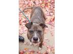 Scooby American Pit Bull Terrier Young Male