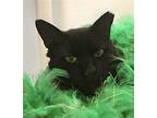Buster Domestic Shorthair Adult Male