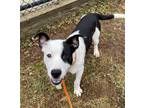 Wilbert Labrador Retriever Puppy Male