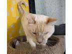 Vinny Domestic Shorthair Adult Male