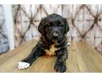 Belinda Rottweiler Puppy Female