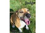 Judge Hound (Unknown Type) Adult Male