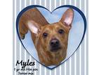 Myles Miniature Pinscher Young Male