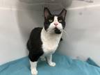 Oliver Domestic Shorthair Adult Male