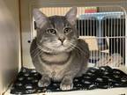 Lamont Domestic Shorthair Adult Male