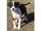 Gianna 39150 American Bulldog Puppy Female