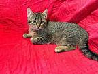 Marzipan Domestic Shorthair Kitten Female