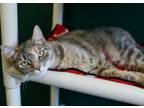 Isabelle Domestic Shorthair Adult Female