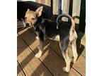 Paige Australian Cattle Dog Puppy Female