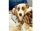 Meadow Australian Cattle Dog Adult Female