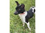 Wasabi Rat Terrier Young Male