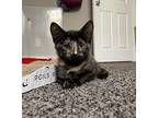 Fancy Domestic Shorthair Kitten Female
