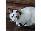 Mokai Siamese Kitten Female