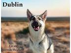 Dublin German Shepherd Dog Adult Male