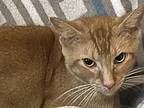 Honeybear Domestic Shorthair Adult Male