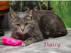 Daisy (C24-066) Domestic Shorthair Kitten Female