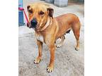 LACEY LOVES PEOPLE Rhodesian Ridgeback Adult Female