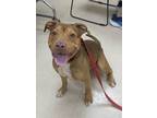 Carmen American Pit Bull Terrier Adult Female