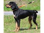 Toby Keith 39286 Black and Tan Coonhound Adult Male