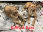 Daffy & Haze Husky Puppy Female