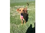 Izzy Mixed Breed (Medium) Young Female