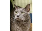 Mickey Domestic Shorthair Adult Male