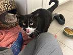 Cody Domestic Shorthair Adult Female