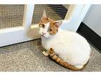 Zazu Domestic Shorthair Adult Male