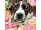 Lola Catahoula Leopard Dog Puppy Female