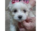 Maltipoo Puppy for sale in Colcord, OK, USA