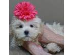 Maltipoo Puppy for sale in Colcord, OK, USA