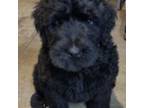 Black Russian Terrier Puppy for sale in Forest City, IA, USA