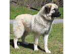 Sparrow 39308 Anatolian Shepherd Young Female