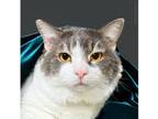 Wilbur Domestic Shorthair Adult Male