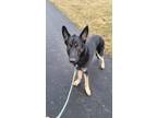 Jared German Shepherd Dog Adult Male