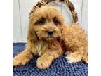 Cavapoo Puppy for sale in Carthage, MO, USA