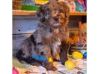 Aussiedoodle Puppy for sale in Minerva, OH, USA
