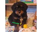 Aussiedoodle Puppy for sale in Minerva, OH, USA