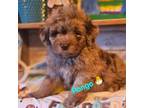 Aussiedoodle Puppy for sale in Minerva, OH, USA