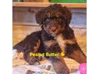 Aussiedoodle Puppy for sale in Minerva, OH, USA