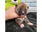 Shiba Inu Puppy for sale in Spraggs, PA, USA