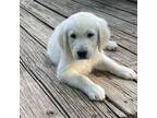 Golden Retriever Puppy for sale in College Station, TX, USA