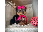 Yorkshire Terrier Puppy for sale in Orem, UT, USA