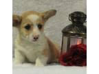 Cardigan Welsh Corgi Puppy for sale in Craig, CO, USA
