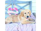 Golden Retriever Puppy for sale in Nunn, CO, USA