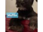 Muffin